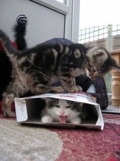 ねこ (36).jpg